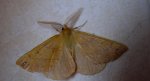 Mrzonka pierzak (Colotois pennaria)
