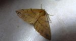Mrzonka pierzak (Colotois pennaria)