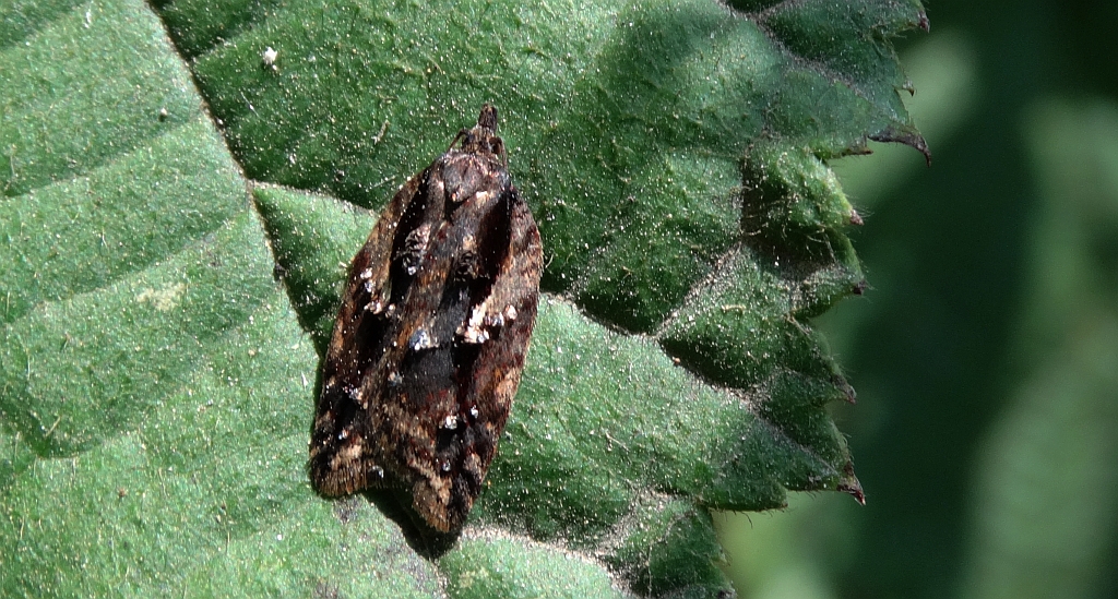 Acleris umbrana