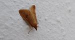 Avaria hyerana