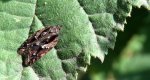 Acleris umbrana