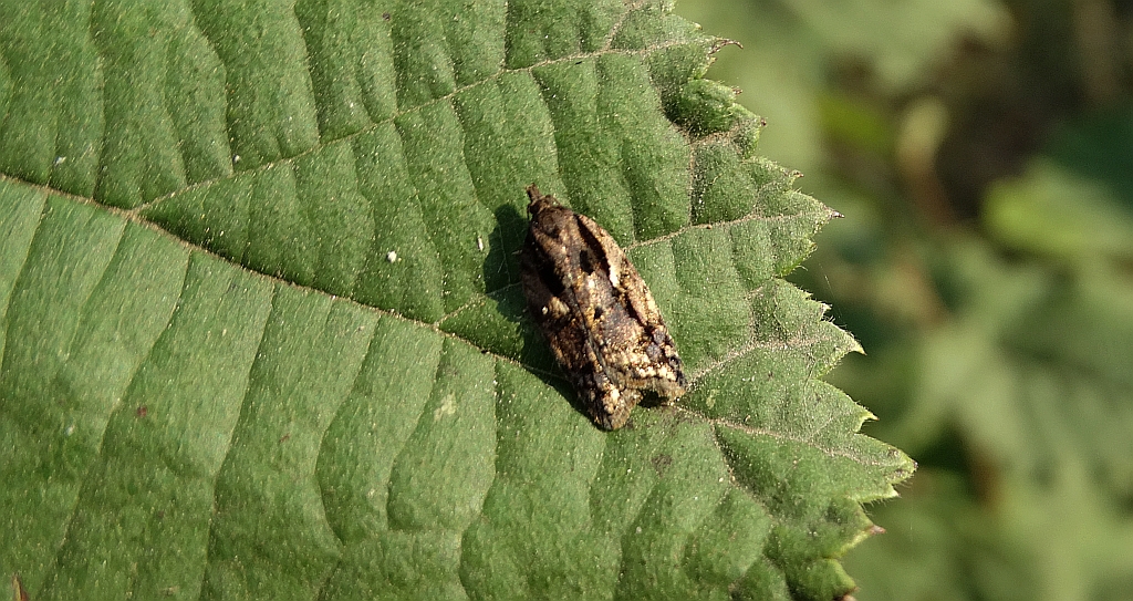 Acleris umbrana