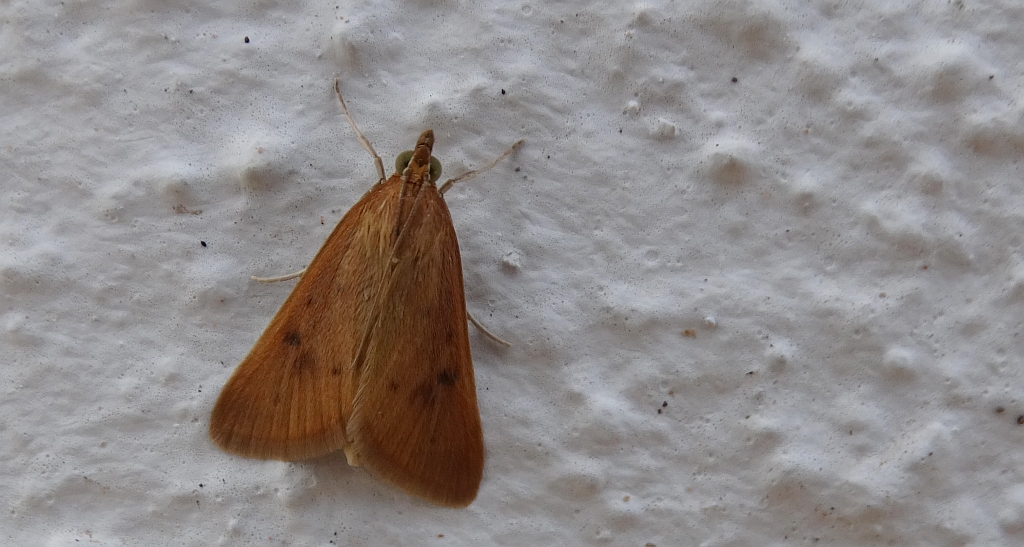 Avaria hyerana