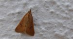 Avaria hyerana
