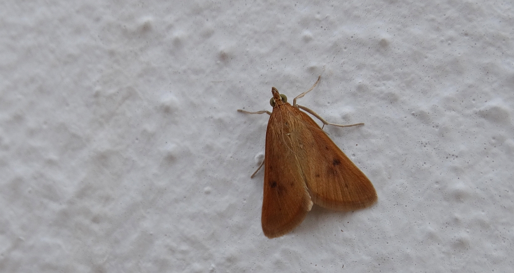 Avaria hyerana