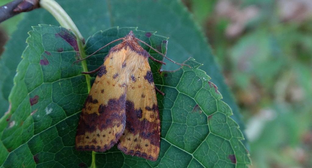 Ozimica wierzbówka (Xanthia togata)