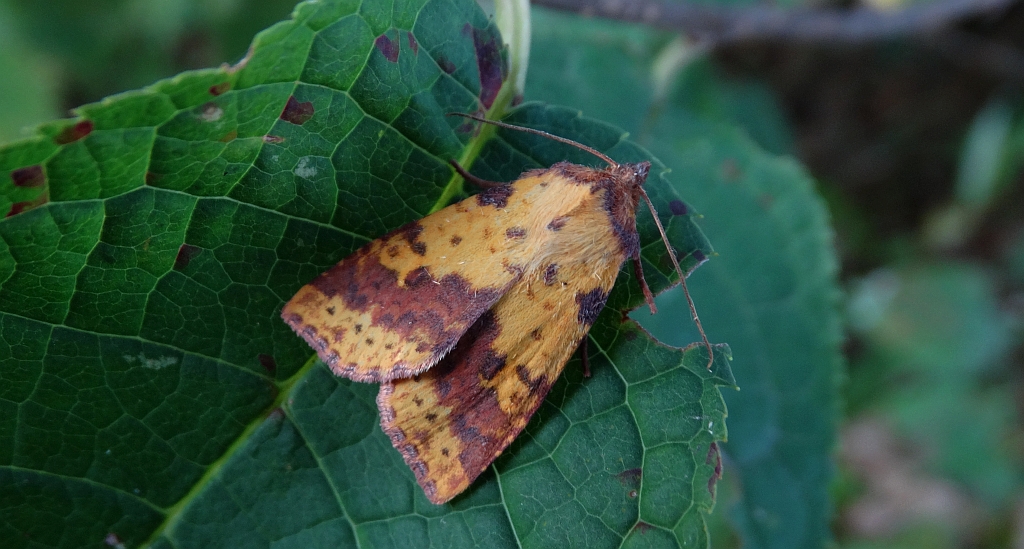Ozimica wierzbówka (Xanthia togata)