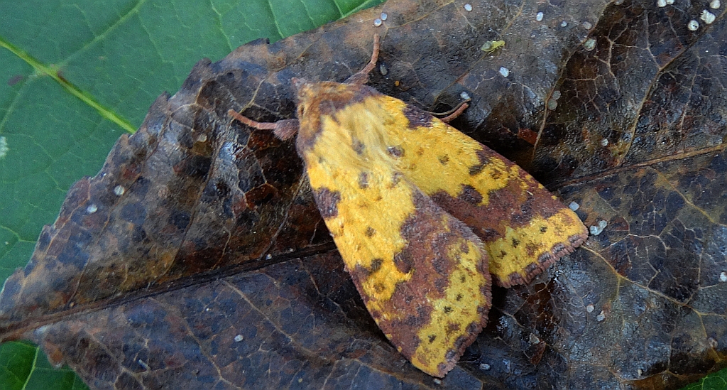 Ozimica wierzbówka (Xanthia togata)