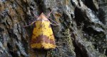 Ozimica wierzbówka (Xanthia togata)