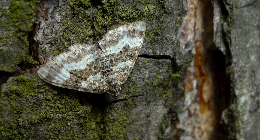 Paśnik zmiennik (Epirrhoe alternata)