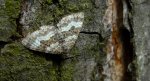 Paśnik zmiennik (Epirrhoe alternata)