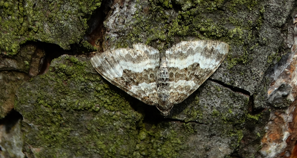 Paśnik zmiennik (Epirrhoe alternata)