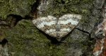 Paśnik zmiennik (Epirrhoe alternata)