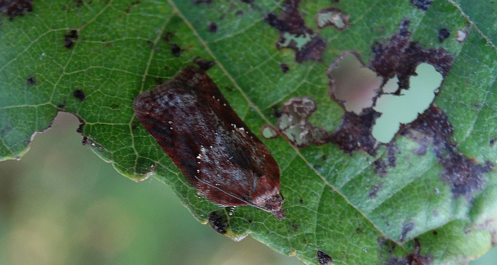 Acleris hastiana