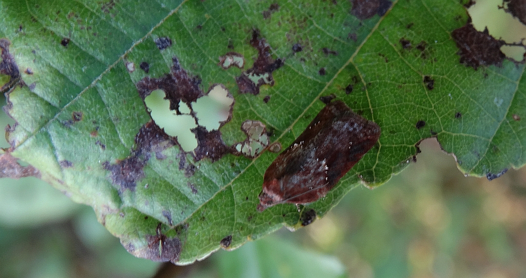 Acleris hastiana