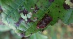 Acleris hastiana