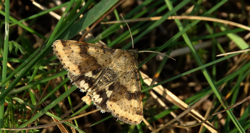 Słonecznica szczeciówka (Heliothis viriplaca)