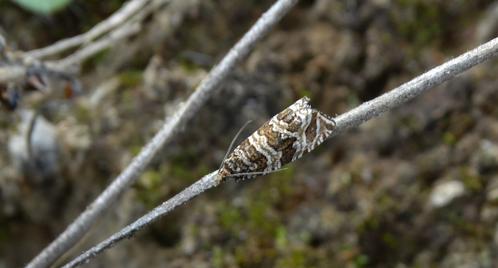 Celypha rivulana