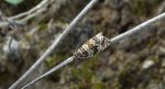 Celypha rivulana