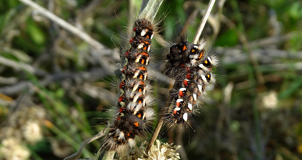 Wieczernica szczawiówka (Acronicta rumicis)