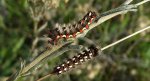 Wieczernica szczawiówka (Acronicta rumicis)