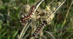 Wieczernica szczawiówka (Acronicta rumicis)