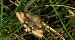 Słonecznica szczeciówka (Heliothis viriplaca)