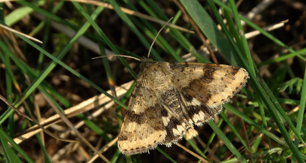 Słonecznica szczeciówka (Heliothis viriplaca)