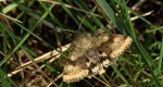 Słonecznica szczeciówka (Heliothis viriplaca)