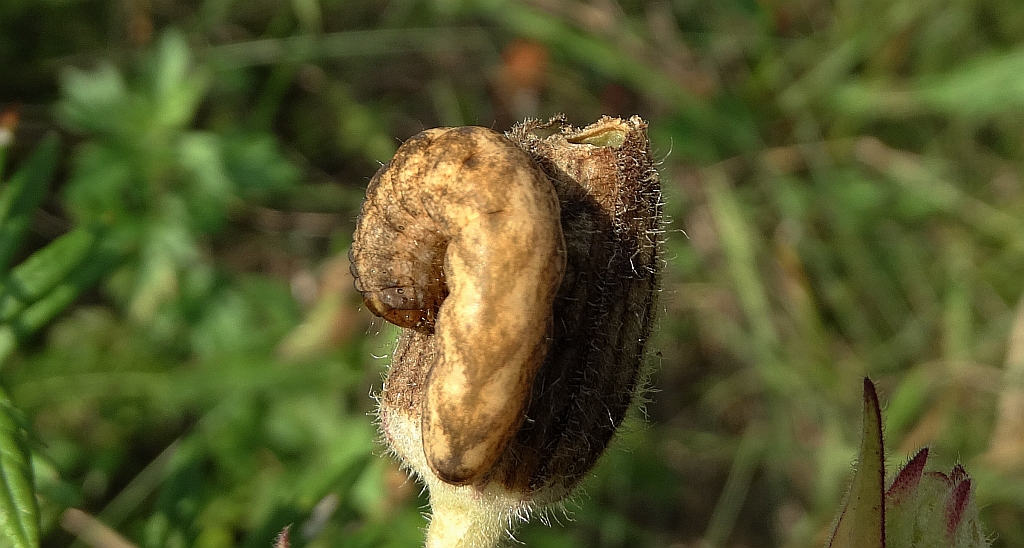 Hadena bicruris
