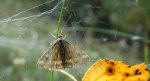 Pyrausta despicata