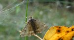 Pyrausta despicata