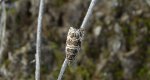 Celypha rivulana