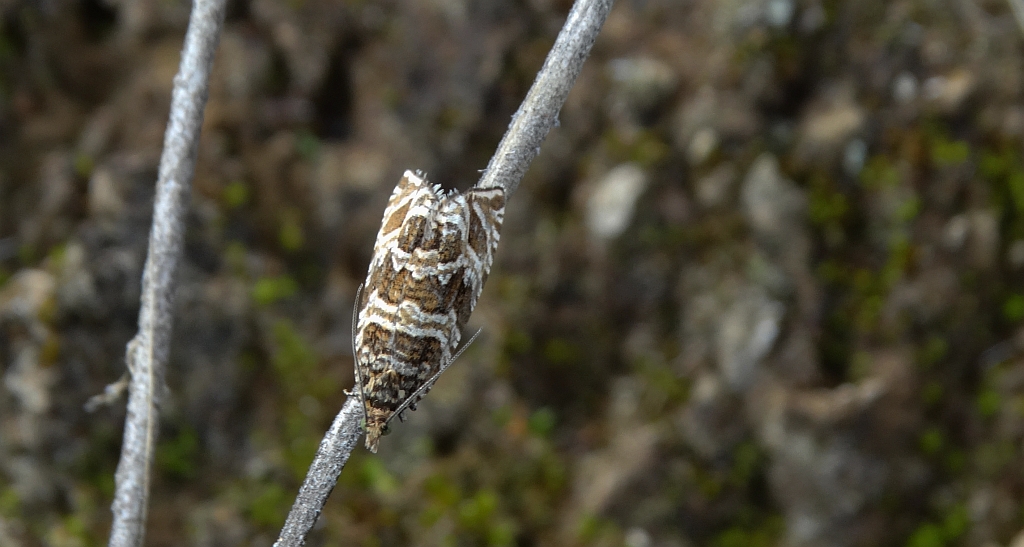 Celypha rivulana