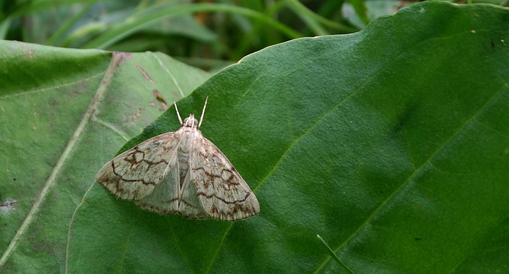 Evergestis pallidata
