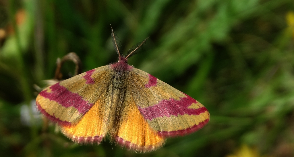 Sudamek szczawiak (Lythria cruentaria)