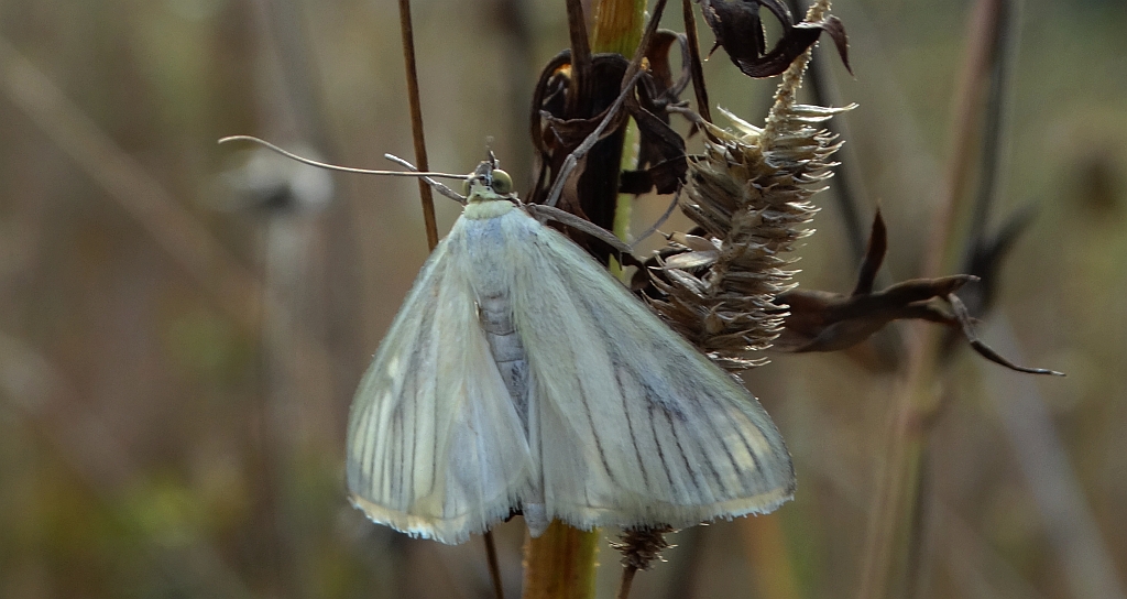 Sitochroa palealis