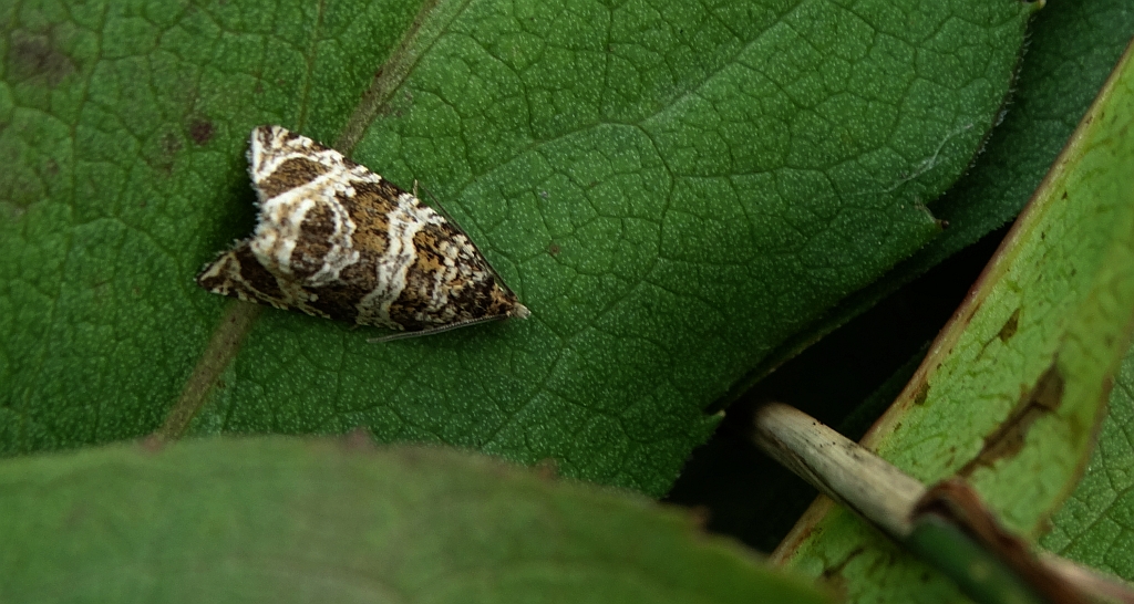 Celypha rivulana