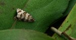 Celypha rivulana