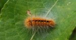Szewnica bzówka (Spilosoma lutea)