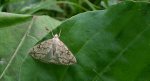 Evergestis pallidata