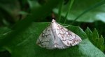 Evergestis pallidata