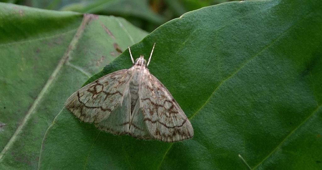 Evergestis pallidata