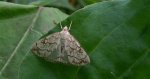 Evergestis pallidata