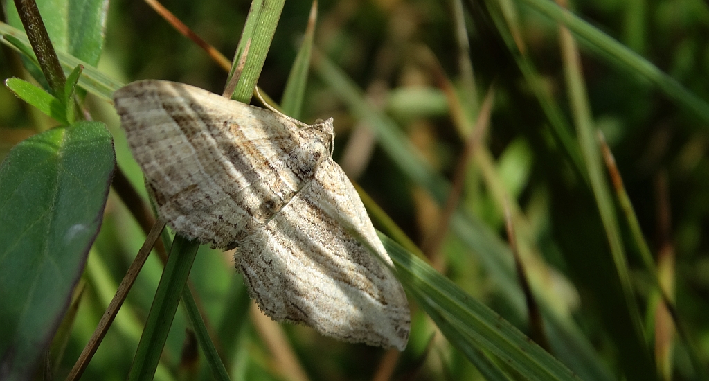 Paśnik wielopasek (Costaconvexa polygrammata)