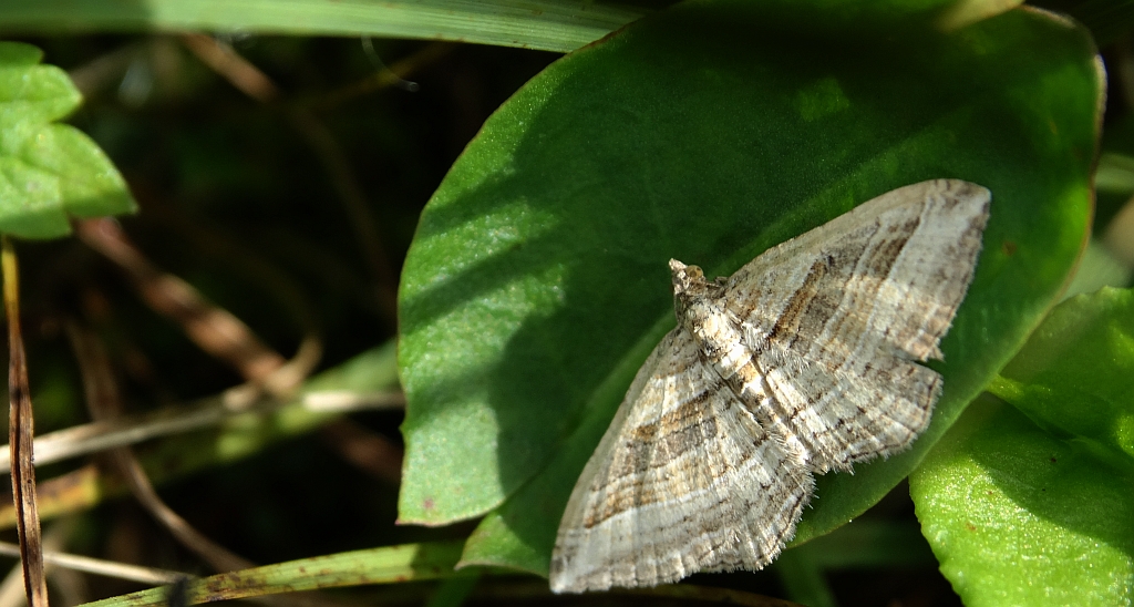 Paśnik wielopasek (Costaconvexa polygrammata)