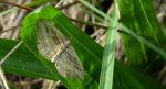 Paśnik wielopasek (Costaconvexa polygrammata)