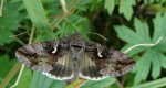Błyszczka jarzynówka (Autographa gamma)