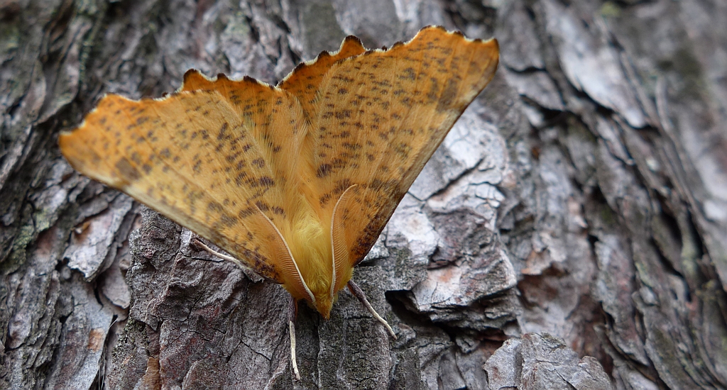 Latalec jesieniak (Ennomos autumnaria)