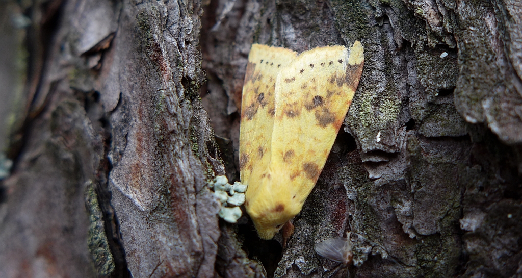 Xanthia icteritia